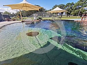 Sting Rays @ Irukandji Shark & Ray Encounters, Anna Bay, Australia photo