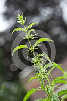 Stinger Nettles Wildflower