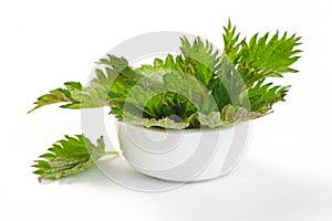 Stinging fresh Nettle in bowl