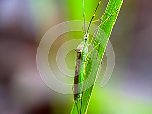 stinging grasshopper