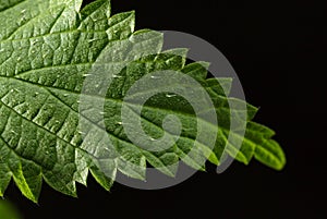 Stinging hairs on nettle leaf