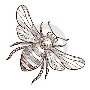 Stinging insect, bee isolated sketch, striped bug