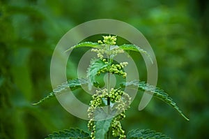 Stinging nettle photo