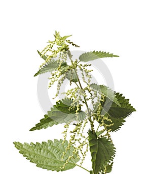 Stinging Nettle photo