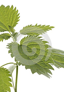 Stinging nettle