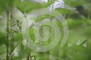Stinging nettle Urtica dioica in the field