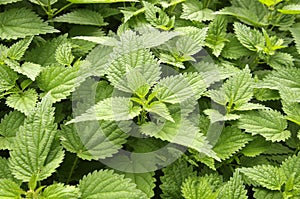 Stinging nettle