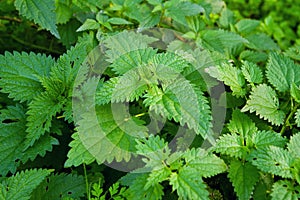 Stinging nettle photo