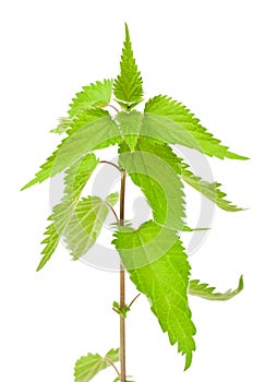 Stinging nettle