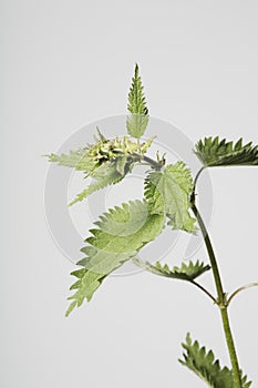 Stinging nettle