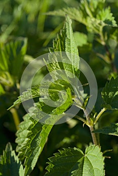 Stinging nettle