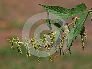Stinging nettle blooming plant, Urtica dioica