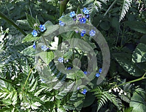 Stinging Nettle with blue flowers.