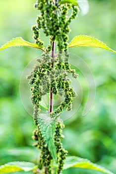 Stinging nettle