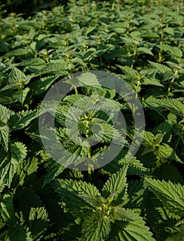 Stinging nettle field