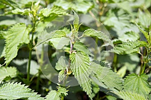 Stinging nettle