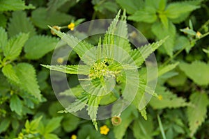 Stinging nettle green grass grows on the field