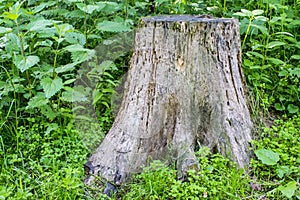 Stinging Nettle. The nettle grows next to the stump.