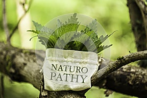 Stinging Nettle with the word Naturopathy photo