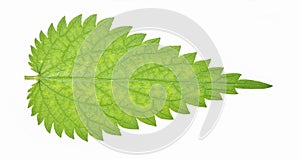 Stinging nettle leaf