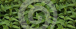 Beautiful texture of nettle. Top view. Copy space. photo