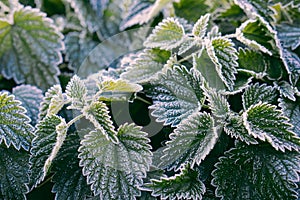 Stinging nettle leaves in hoarfrost as background. Texture of green nettle in winter top view