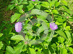 a stinging nettle in a park