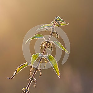 Stinging nettle plant