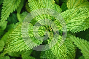 Stinging nettle plant closeup, Urtica dioica leaves from above