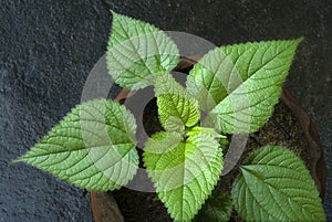 Stinging nettle plant- Urtica dioica-leaves closeup