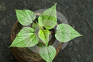 Stinging nettle in potted plant- Urtica dioica-leaves photo
