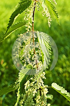 Stinging-nettle with seeds