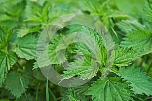 Stinging nettle