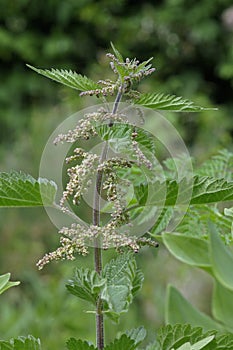 Stinging Nettle - Urtica dioica