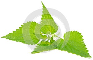 Stinging Nettle (Urtica Dioica)