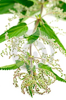 Stinging Nettle (Urtica Dioica)