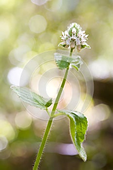 Stinging Nettle, Urtica Dioica