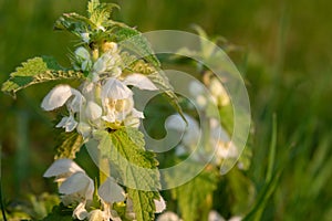 Stinging nettle urtica dioica blossom