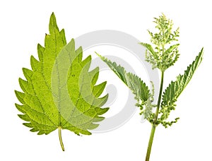 Stinging nettle Urtica dioica with flowers and green leaf isolated on white background