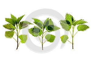Stinging nettle Urtica dioica photo