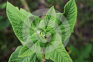 Stinging nettle - Urtica dioica, growing in the wild in rural Kenya