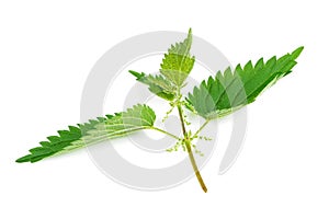 Stinging Nettle Urtica Dioica Isolated on White