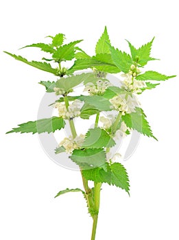 Stinging nettle (Urtica dioica) photo