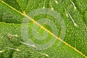 Stinging nettle - Urtica dioica - leaf, microscope detail, transparent sting hairs called trichomes visible, image width