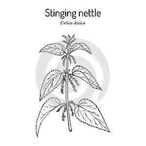 Stinging nettle, Urtica dioica, medicinal plant photo