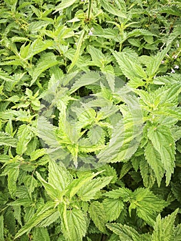 Stinging nettle , Urtica Dioica plants