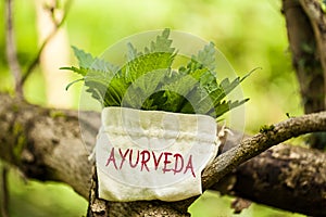 Stinging Nettle with the word Ayurveda photo