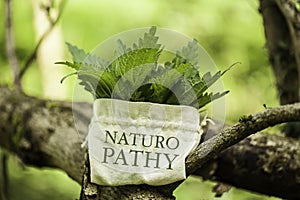 Stinging Nettle with the word Naturopathy