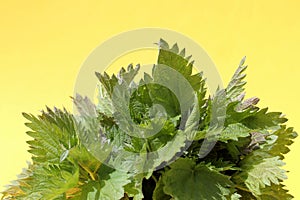 Stinging nettle is on a yellow background under the sun`s rays.