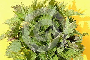 Stinging nettle is on a yellow background under the sun`s rays.